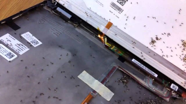 
Xác kiến chết phía trong máy tính xách tay.
