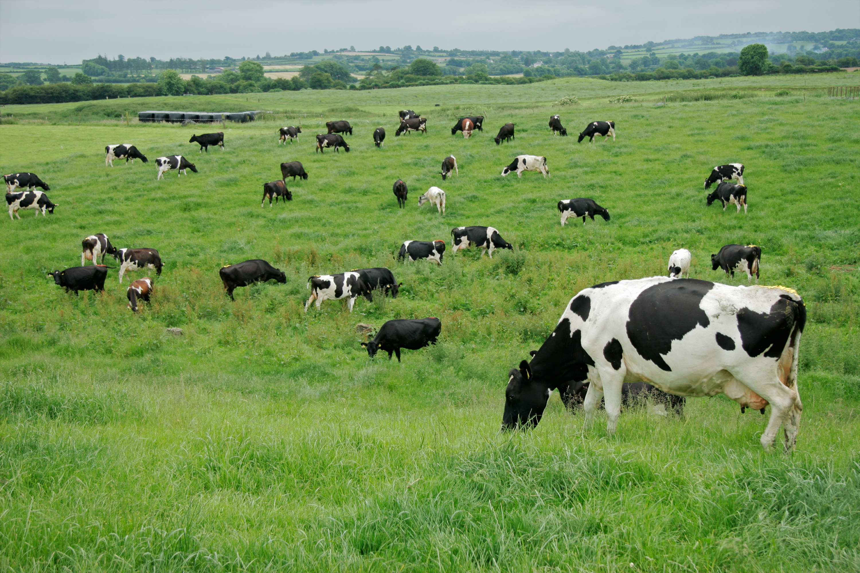 Quản lý Thú y cho Trang trại (FarmVet Deluxe)